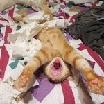 안산 동<b>산고</b>나 화성고 아는사람 들어와줘 ㅠㅠㅠㅠ