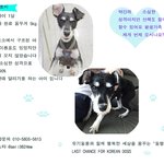 [강아지] 슈나우저 <b>토미</b>