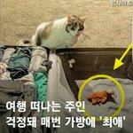 [댓글부탁해] 캐리어 고앵이 <b>베일리</b>, 근황 공개