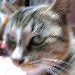 [고양이] 냥줍일기  7일째