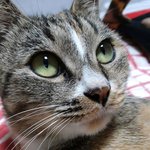 [고양이] 냥줍일기 7일째 오후