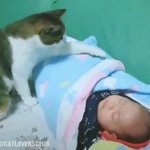 [댓글부탁해] 애기 이불덮어주는 <b>고앵이</b>