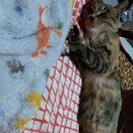 [고양이] 냥줍일기 7일째 밤