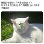 <b>저주</b>글 본 사람들 축복 빔 맞으러 들어오삼