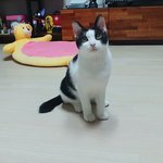 *<b>입양</b>홍보*시장 한구석에서 죽음을 기다렸던 아톰의 가족이 되주세요