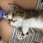 댁의 반려<b>동물</b>들 액희시절이 보고싶읍니다