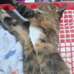 [고양이] 냥줍<b>일기</b> 8일차~~!