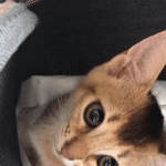 [강다니엘] 강다니엘ㅋㅋㅋㅋㅋㅋㅋ<b>직캠</b>분철 몬데 ㅋㅋㅋㅋㅋㅋㅋㅋ