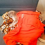 [고양이] [별이모찌맘맘-5탄] 별이모찌와의 이상하고 특별한 동거...