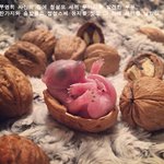 어느날 갑자기 찾아온 갓난 <b>청설모</b>