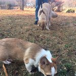 강아지를 잃어버렸을 <b>때의</b> 대처법 알아보기