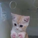 [댓글부탁해] 치킨추반좀ㅠㅠ