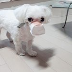 [댓글부탁해] <b>미세</b>먼지 차단 마스크 쓴 남희석네 강아지