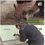 [모두드루와] 냥줍한 <b>자연인</b>