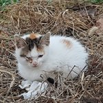 [고양이] 고양이들 눈이 아파요