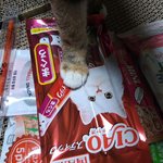 [고양이] 냥줍 일기. 8일째 밤
