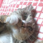 [고양이] 냥줍일기 9일째~~