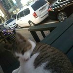 [댓글부탁해] 저번에 <b>이</b> 길고앵이랑 놀았었다는 <b>쓰</b>닌데