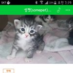 고양이) 반복출산학대범 무허가 가정업자가 있습니다