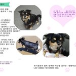 [강아지] <b>장모</b>치와와 한결이