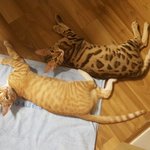 [조언부탁해] 놀아달라고 자꾸 우는데 계속 놀아줘도 될까요?