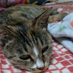 [고양이] 냥줍일기 10일째날~