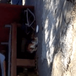 [고양이] <b>캣</b><b>맘</b>된 남친(gif)