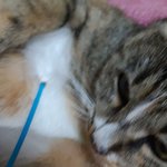 [고양이] 냥줍일기 10일째 불금~