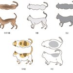 ㅠ뚱냥이 넘귀여워