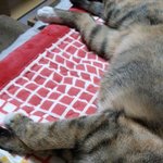 [고양이] 냥줍일기 10일째 밤~~