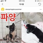[댓글부탁해] 유기견 입양 안되면 안락사 ㅜㅜ 다들공유해주라