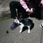 [고양이] 우리동네고양이이야기3