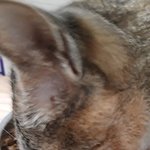 [고양이] 냥줍일기 11 일째~