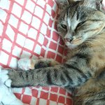 [고양이] 냥줍일기 11일째 . 토요일