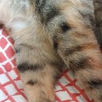 [고양이] 냥줍일기 11일 토요일