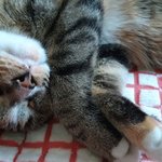 [고양이] 냥줍일기. 고양이가 잠만<b>자요</b>~~!