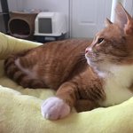 [고양이] 까<b>칠</b>냥 토리의 성격