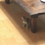 [고양이] 우리 덕이 보고가세요