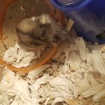 햄스터하고 나하고 공통점 발견~~~