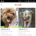 [댓글부탁해] 강아지 입양 생각 있는 애들아