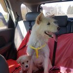 [강아지] 도로위를 걷던 <b>모녀</b>