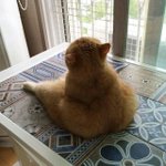 짝녀 뒷<b>태보</b>고 반했지
