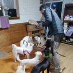 [강아지] 대형패드 좀 ㅜ.ㅜ