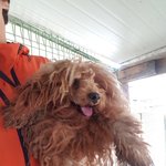 [강아지] 누더기 푸들 가족이 되어주세요