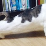 <b>하울</b>볼까 센과 치히로 볼까