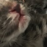 [댓글부탁해] 우리 고양이 <b>입술</b> 조카 <b>핑크</b>임