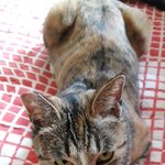 [고양이] 냥줍 일기 . 일요일