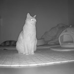 나의 동거묘 <b>도칠</b>이 겨울맞이..