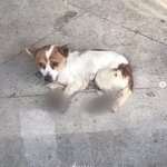 강아지 네발 불로 지져지는 학대 당해 수사