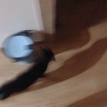 고양이 맨날 나따라<b>다님</b>